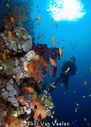 Diver and sunburst taken along the wall at Shark Observat... by Nikki Van Veelen 